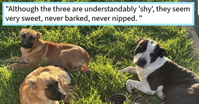 Three stray pups found waiting in front of Sacramento rescuer’s house given the best doggy day out of their lives before being put up for adoption to find their furever home: ‘(They) enjoyed puppiccinos, and all around are in much better spirits.’