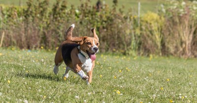 Thousands of Beagles rescued from animal testing facility in Wisconsin after getting permanently shut down: 'No more breeding, no more testing, no more anything'