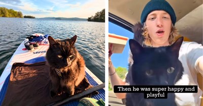 Newly sober man finds a malnourished stray cat on a van trip, takes him in, and the two spend the next two years nursing each other back to health on the road