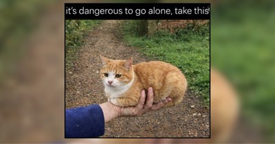 25 Meowments of Peace From Wholesome House Cats