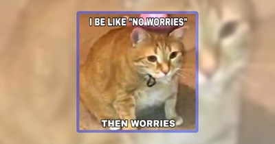 33 Very Cat Funnies Full of Feline Fluff and Meowing Memes