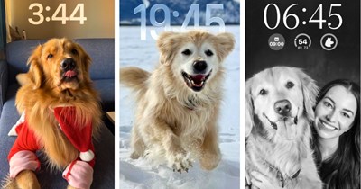20+ Lovely Lockscreens of Good Boys and Girls Golden Retrievers to Get Inspawired By