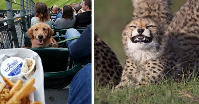 30 Wholesomely Adorable Animals to Gently Guide Your Sanity Through the Work Week