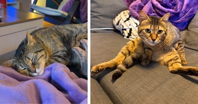 Once fearful kitty abandoned in the Saudi desert becomes London apartment princess when music festival worker adopts her and buys her a flight home