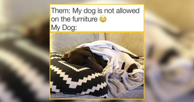A Woof Time of Doggos For Precious Snuggle Sessions