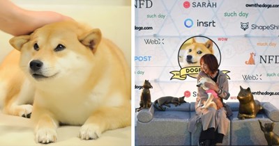 Shiba Inu destined to be euthanized gets adopted at the last second, then becomes one of the most famous doggos the internet has ever seen