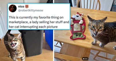 Lady attempting to sell things online gets interrupted by her cat in every picture she takes, eventually, she caves and simply allows her cat to star in all the photos: 'Recycling bin $3. Sorry, the cat isn't photogenic'