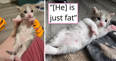 Concerned owner brings their tiny round kitten to the vet when he suddenly has trouble moving, only to find out that the kitten is... just fat: 'He's an only child so he doesn't have to share Momma's milkies'