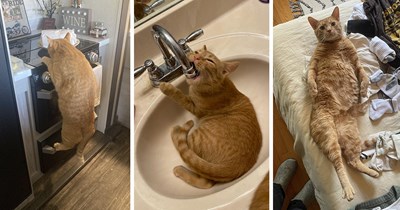 28 Delightful Pictures of Orange Oddball Cats Turning Everyday Moments Into Ginger-Fueled Shenanigans