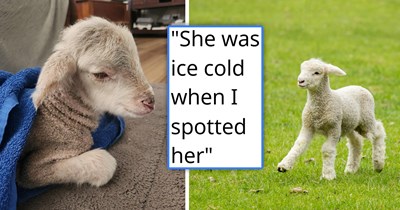 Lamb who was abandoned by her momma found freezing by kind farmer, they take her in, hand-feed and give her a warm place to sleep, and she makes an amazing recovery, earning the name Lucky: 'We are shocked we managed to keep her alive'