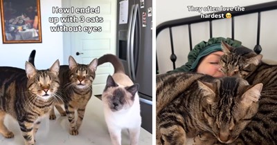 Woman shares how she became a mom to three blind feline friends, and how they prove missing sight never prevents them from being the cattest of cats