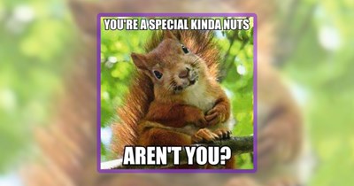 25 Wild Animal Memes For Your Feral Friday Fun