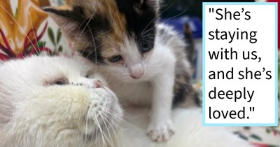 Heroic Indian cat lover saves newborn kitten from being thrown in trash by adolescent, but doesn't realize how loved the kitten would be by her 25 cats at home: ‘They’re already becoming friends, playing with her, and treating her like she belongs here.’