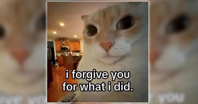 26 Feline-Filled Funny Memes for a Moment of Pawdorable Peace