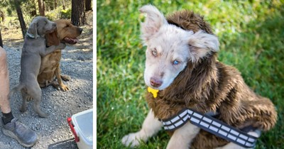 A Bundle of 26 Heartmelting Puppy Pics for a Perky Piece of Pawsitivity