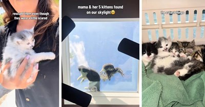 Mama cat cares for her five kittens on top of hooman's skylight, hooman feels obligated to bring the entire feline family inside: ‘They are living their best lives’