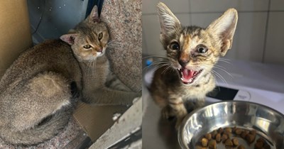 UPDATE: Cat lover saves 2 cats from a 110-degree heatwave, accidentally turning her air-conditioned home into a kitty sanctuary