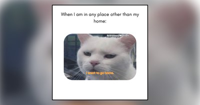 Introvert Cats Who've Mastered the Art of Purrtecting Their Peace