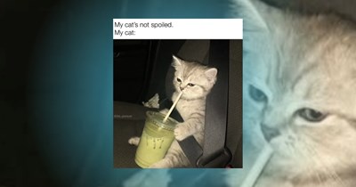 A Sweet Morsel of 23 Soft Kitten Memes to Inspire Purr Bliss