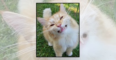25 Strong Cats Showing Off Their Tuff Shiny Teeth's