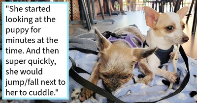 Dog pawrent brings renewed energy to senior pupper by adopting street puppy after noticing her canine child looked sad and lonely, reigniting her spark and play drive after years of inactivity