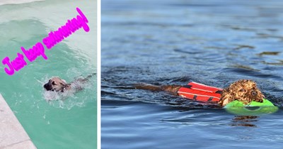 21 Sweet Swimming Pupper Pics Helping you Cool Off from the Summer Heatwave