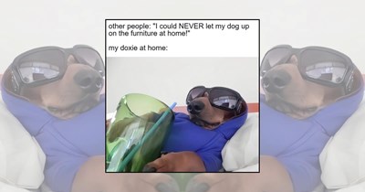 'Long day?': 21 Fearless Dachshund Memes to Stretch Out the Stress