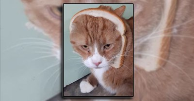 25 Cats That Choose Entanglement Over Comfort