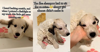 Woman finds tiny flea-covered Snoopy-looking puppy dog under her truck, rescues her and adorably almost falls asleep while taking her first bath: ‘Sweet girl is TIRED.’
