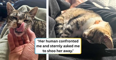 Neighbor's cat picks a new house, a new human, and refuses to go back, leaving the woman who never wanted a cat completely smitten and her neighbor completely furious: 'My neighbor stares daggers at me now.'