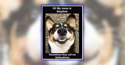 20 Weekend Woofers for Dogs and Their People Alike