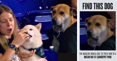 Dog's heartbroken reaction to watching another pup eat a hot dog at Marlins game goes viral, now the team wants to find him and treat him correctly: 'It's tough seeing others live out your dream.'
