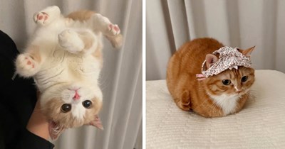 29 Heartwarming Friday Felines for a Blissful Meowment of Gentleness and Joy