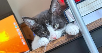 Man's soul cat crosses rainbow bridge just hours before his friend's mom meowgically hands him a newborn kitten, his grief is pacified same day with the gift of a new fluffball baby