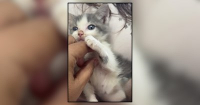 Blind in one eye kitten abandoned by her mother in an alley, gentle hoomans adopt her and give her a name to match her fearlessness