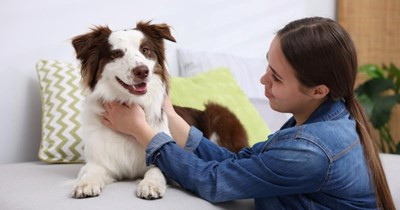 Roommate takes care of Border Collie after his owner temporarily moved overseas, then questions if they should keep the dog after a year together: ‘We formed an attachment’