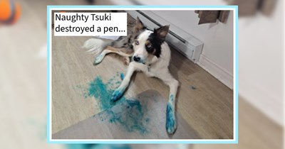 28 Howlarious Pics of Puppers Put on Blast fur Being Bad Boys and Girls