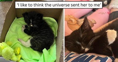 After feeling lonely at college, a student finds a three-week-old tuxedo kitten hidden in a coworker's car engine and finally gets the companion she had been wishing for