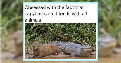25 Awwdorable Animal Funnies for an Amazing Start to Your Workday