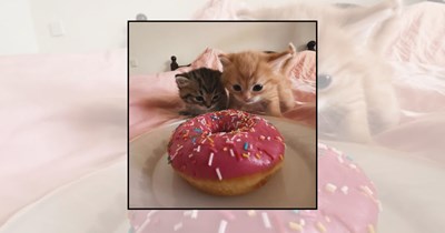 'Paws Off My Dessert': Cats Who Believe Your Dessert Belongs to Them