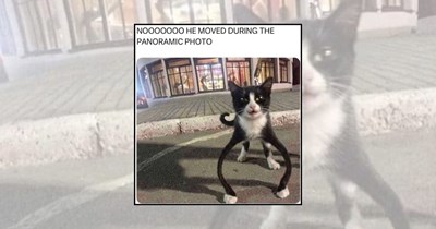 'Meowbarrassment': 21 Awkward Cat Memes Featuring Cats Who Forgot How to Cat