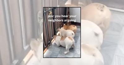 21 Nosy Dog Pictures for Dog Owners Whose Pups Know Everyone’s Business From the Window