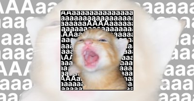 23 Screaming Cat Memes for People Who Are Calm on the Outside and Screaming on the Inside