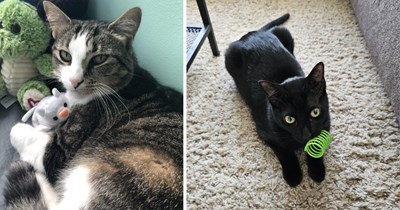 30 Cats Who Found Joy in the Simplest Little Toys