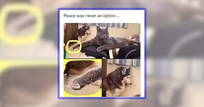 Sunday Sass and Everything Nice Made of 31 Cat Memes