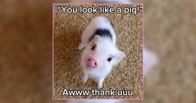 33 Oink Oink Pigs and Other Farm Animals Spreading Happiness This Weekend 