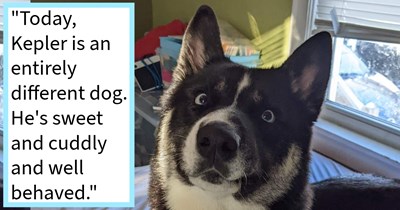 ‘I loved him, but I didn’t like him’: How a canine loving couple navigated the first nightmarish months of doggo adoption to raise the pawfect pupper
