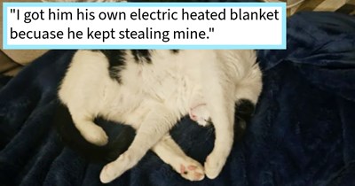 The 18 ways that pampering cat pawrents are spoiling their fur babies  