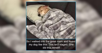 22 Calming Animal Memes in Serotonin Sedated Saturday Summers