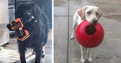 20 Pupper Approved Presents Pawfect for your Canine Child’s Coming Birthday  